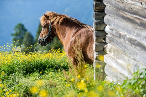 Naturerlebnis Emberger Alm